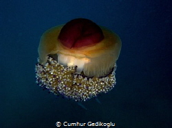 Cotylorhiza tuberculata
Fried Egg Jellyfish by Cumhur Gedikoglu 